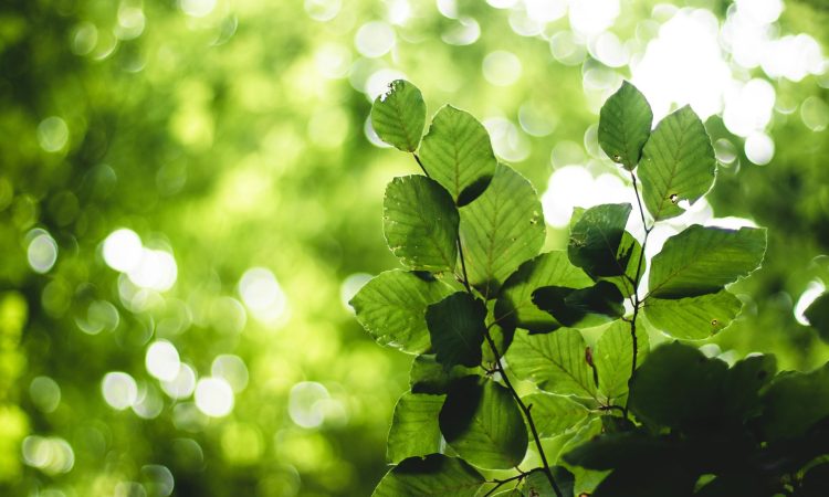 pexels-jeswin-2860870 pexels-jeswin-2860870